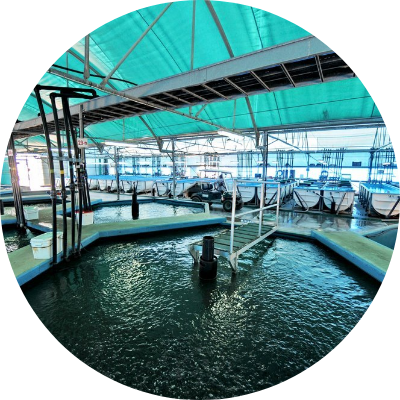 Seawater Transport